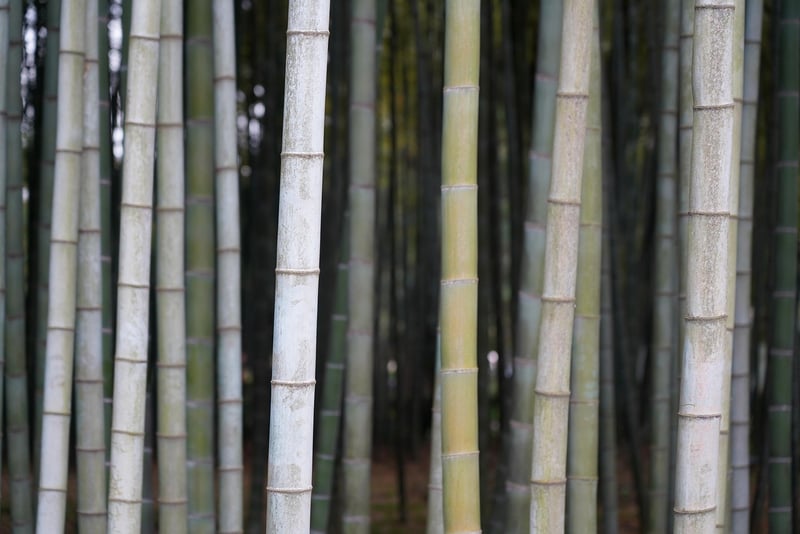 Pruning for Vertical Growth