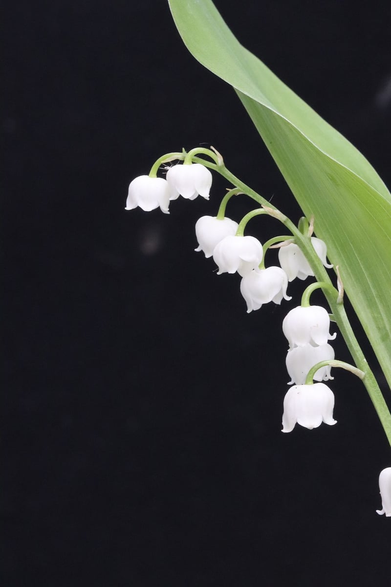 Vertical Garden Planting Guide