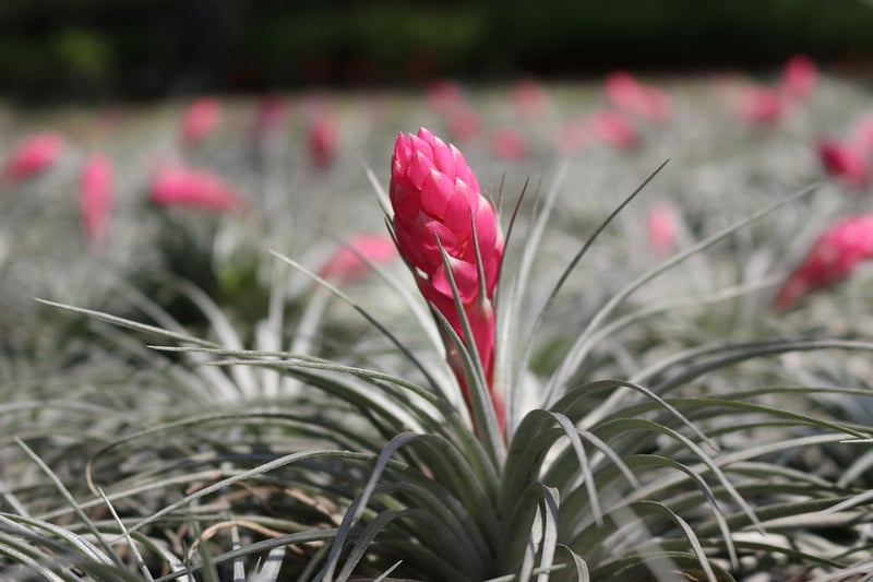 Living Wall with Air Plants