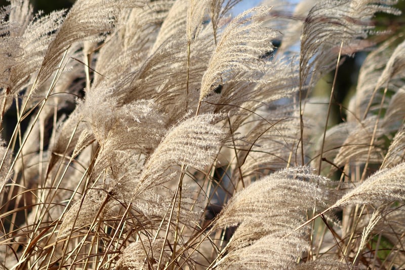 Ornamental Grasses