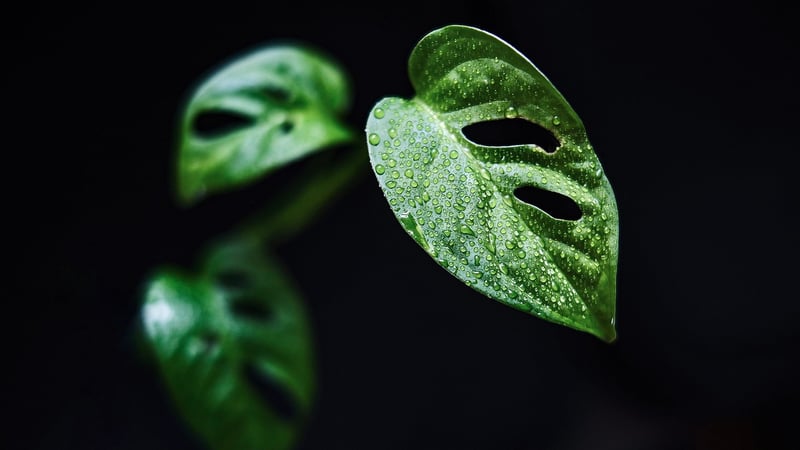 Pothos