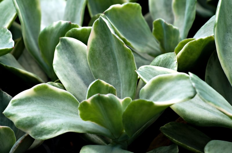Succulent Wall Art